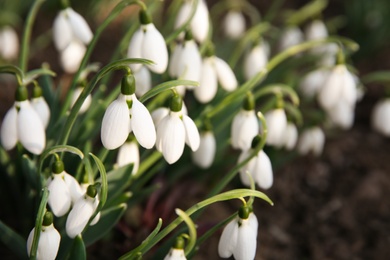 Fresh blooming snowdrops growing in soil, space for text. Spring flowers