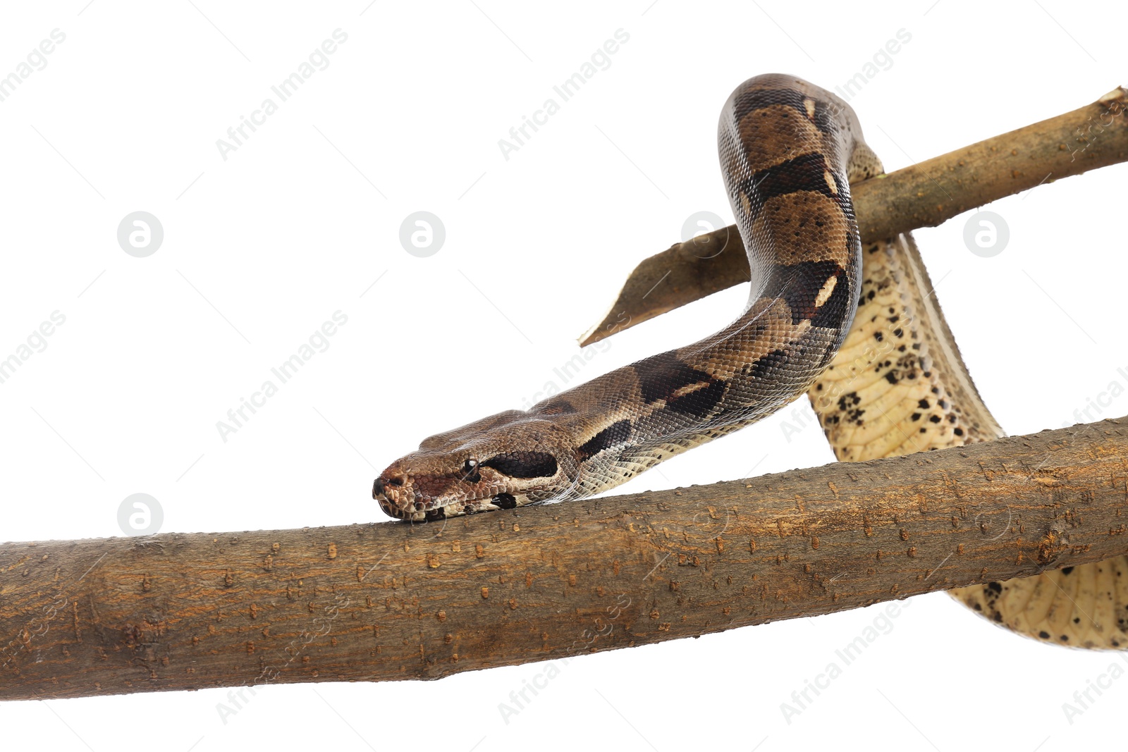 Photo of Brown boa constrictor on tree branch against white background