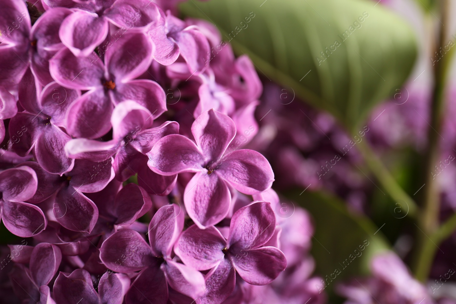 Photo of Beautiful blooming lilac flowers against blurred background, closeup. Space for text