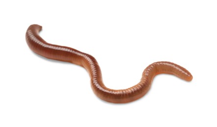 Photo of One earthworm isolated on white. Terrestrial invertebrates