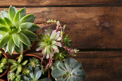 Many different echeverias on wooden table, flat lay with space for text. Beautiful succulent plants
