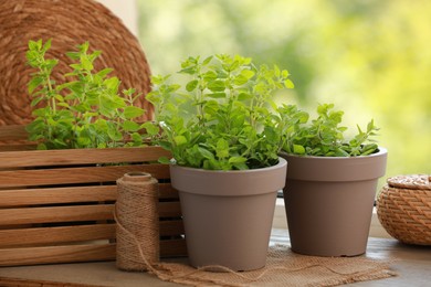 Aromatic potted oregano on wooden table against blurred green background