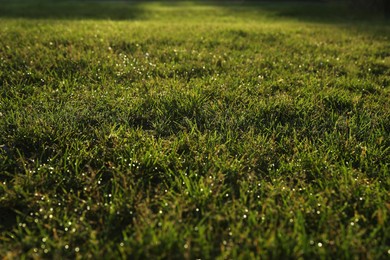 Lush green grass outdoors on sunny day