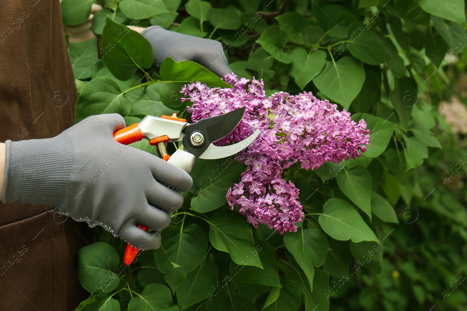 Photo of Gardener pruning lilac branch with secateurs outdoors, closeup