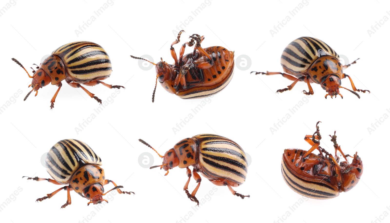 Image of Colorado potato beetles on white background, collage 