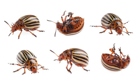 Image of Colorado potato beetles on white background, collage 