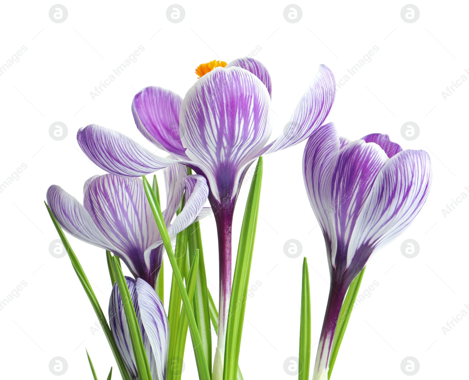 Photo of Beautiful spring crocus flowers on white background