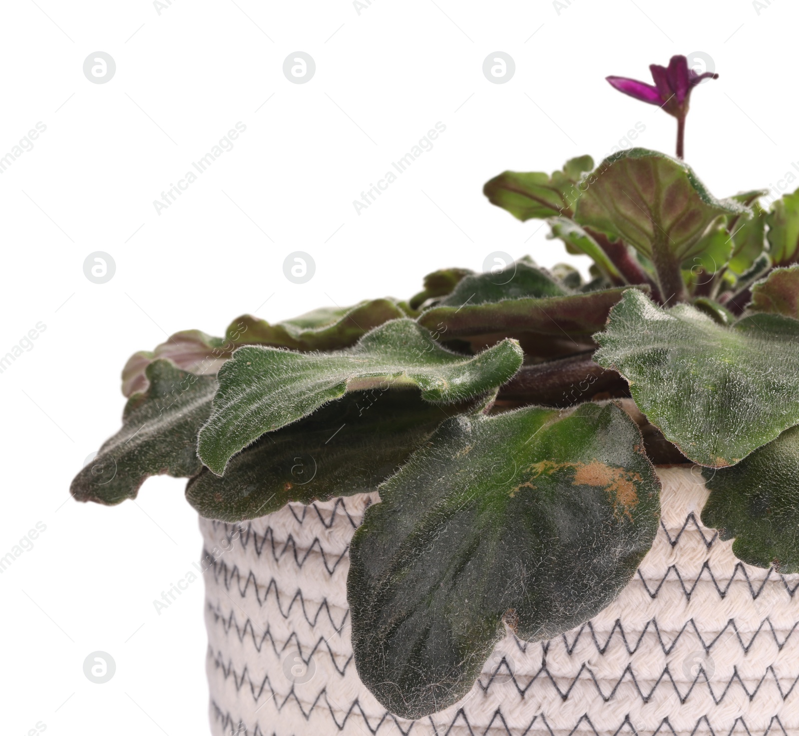 Photo of Potted houseplant with damaged leaves on white background, closeup