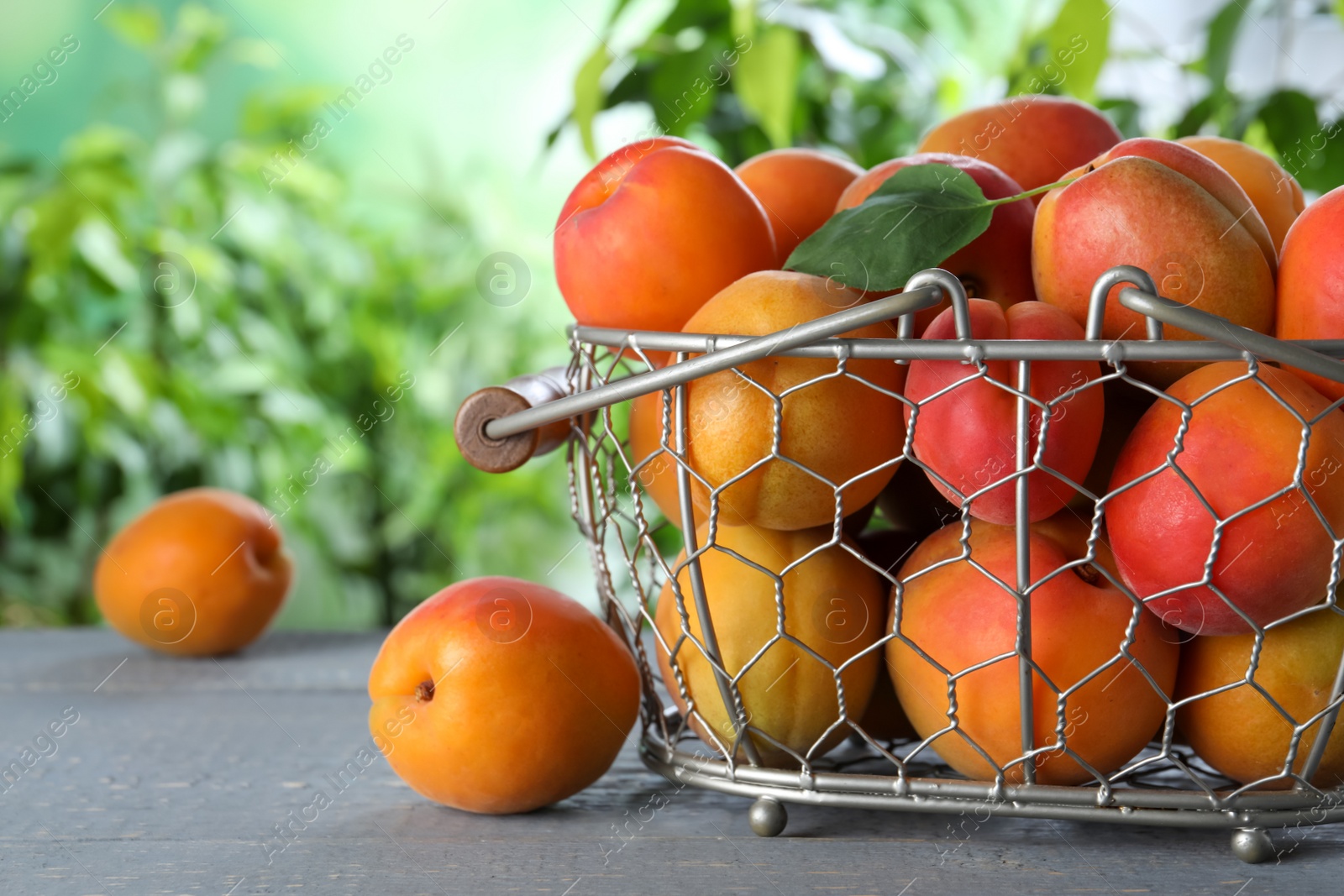 Photo of Many fresh ripe apricots in metal basket on grey wooden table against blurred background