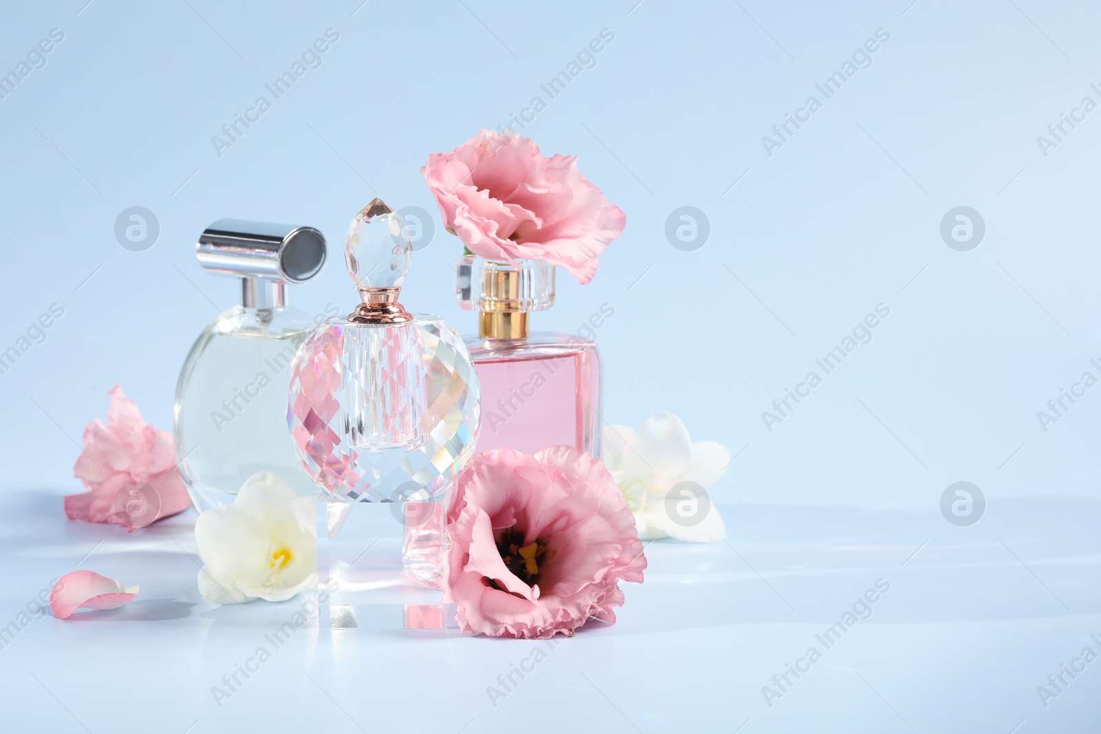 Photo of Bottles of luxury perfumes and floral decor on light blue background. Space for text