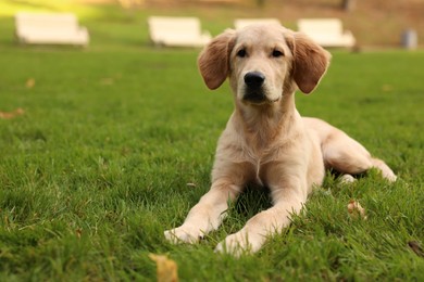 Photo of Cute Labrador Retriever puppy lying on green grass in park, space for text