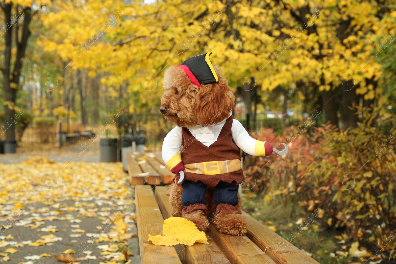 Photo of Cute dog in pirate costume on wooden bench in autumn park