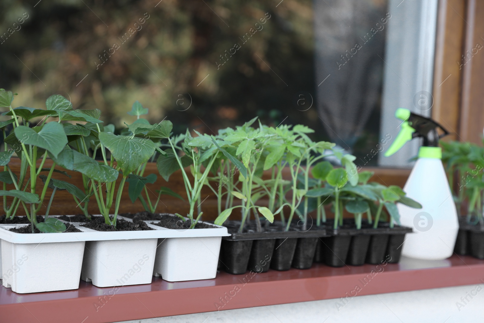 Photo of Seedlings growing in plastic containers with soil on windowsill