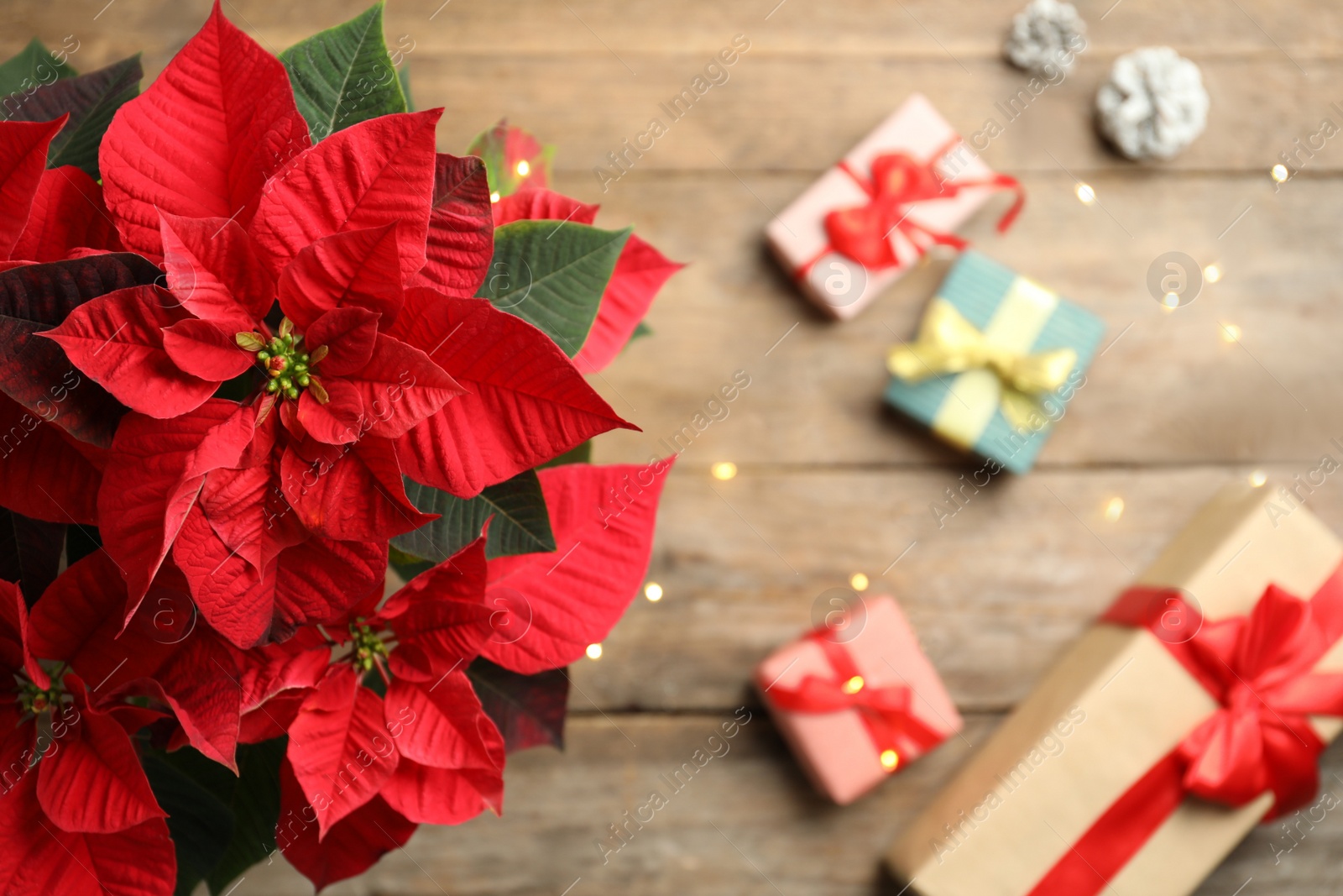 Photo of Poinsettia (traditional Christmas flower) and holiday items on wooden table, top view. Space for text