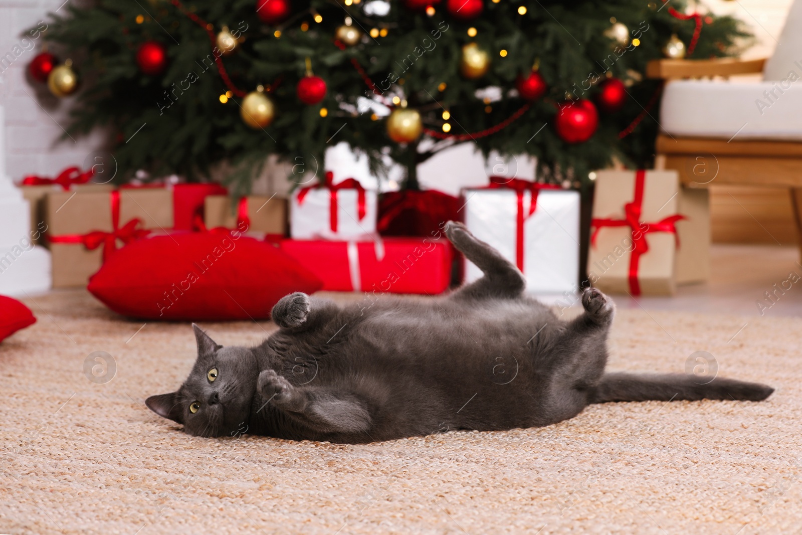 Photo of Cute cat in room decorated for Christmas