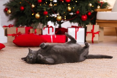 Cute cat in room decorated for Christmas