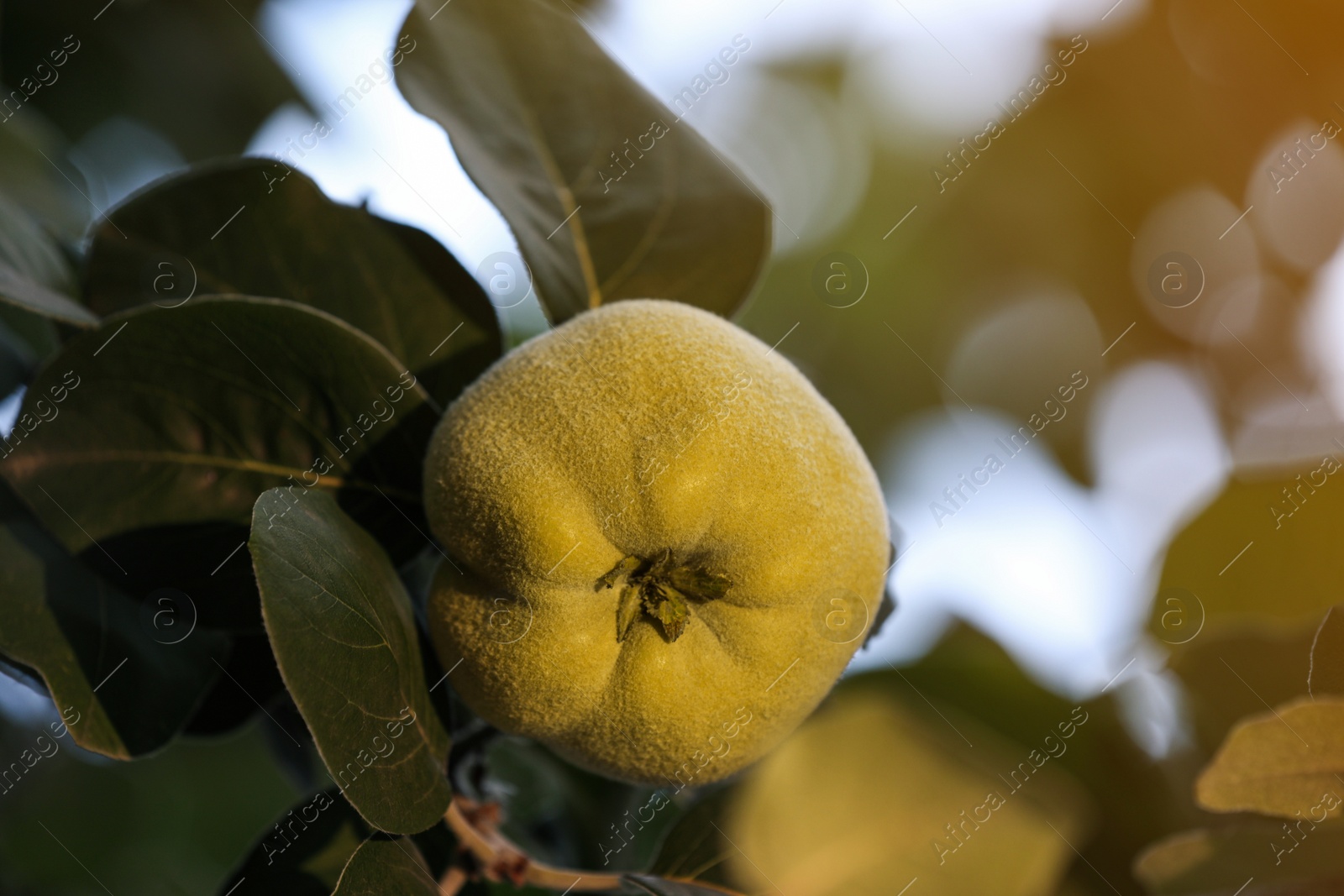 Photo of Quince tree branch with fruit outdoors, closeup. Space for text