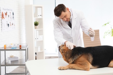 Photo of Professional veterinarian vaccinating German Shepherd dog in clinic