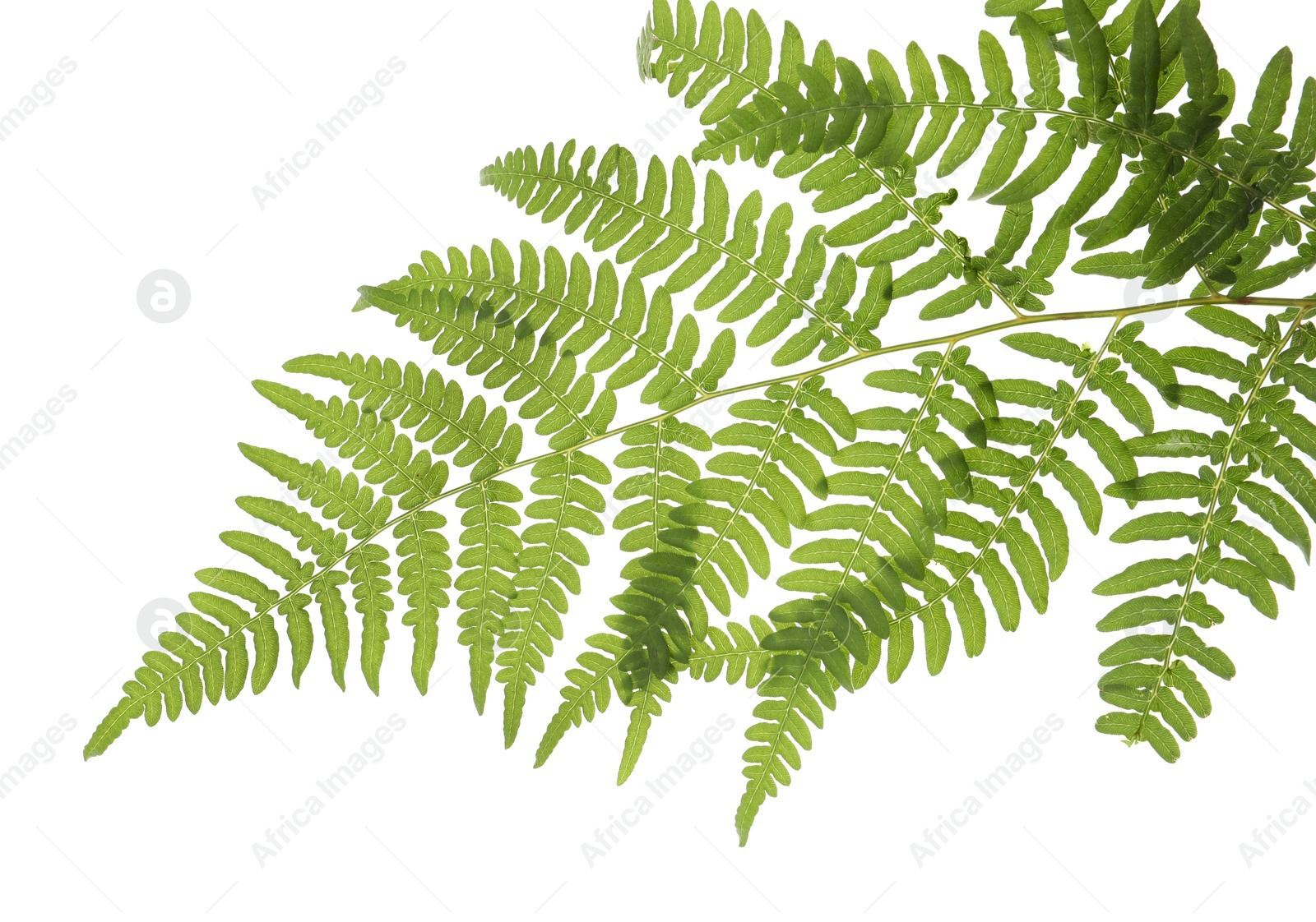 Photo of Beautiful tropical fern leaf isolated on white