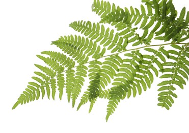 Photo of Beautiful tropical fern leaf isolated on white