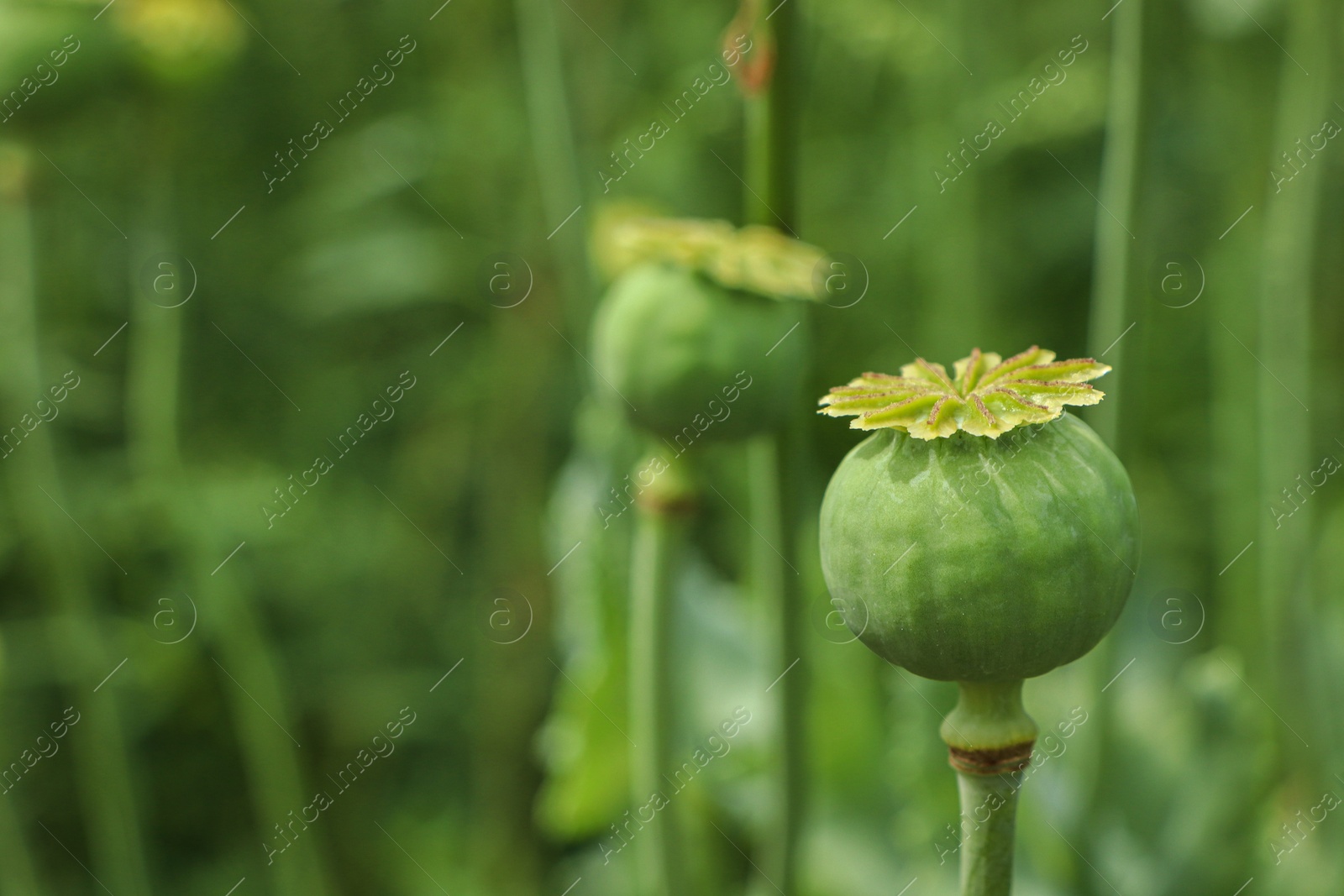 Photo of Green poppy head growing in field, closeup. Space for text