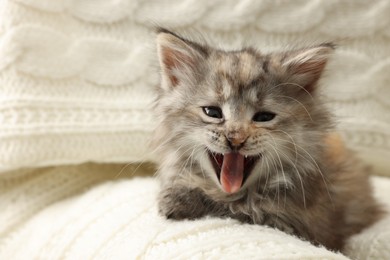 Photo of Cute kitten on white knitted blanket. Baby animal