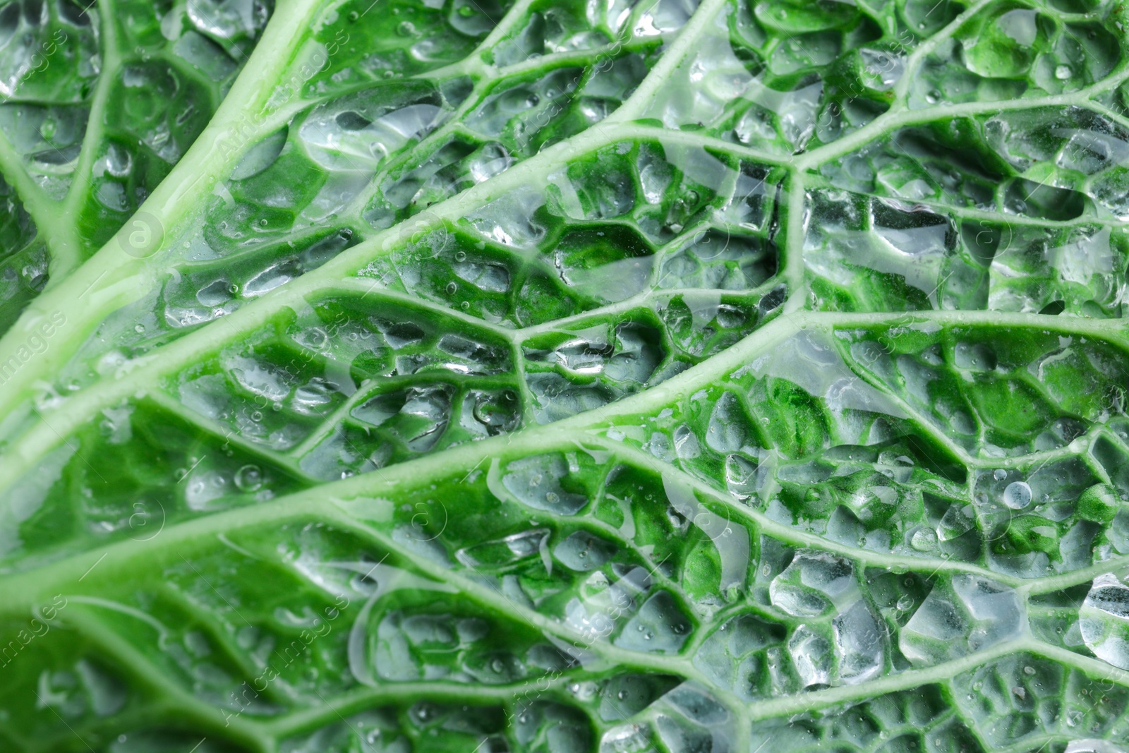 Photo of Leaf of fresh savoy cabbage as background, closeup