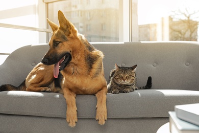 Photo of Cat and dog together on sofa indoors. Funny friends