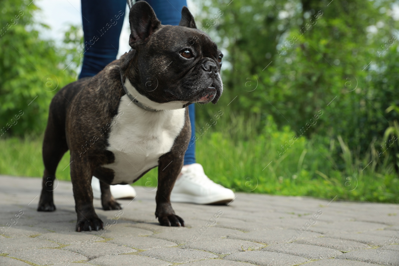 Photo of Woman walking with cute French Bulldog outdoors, closeup. Space for text