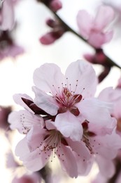 Amazing spring blossom. Closeup view of cherry tree with beautiful pink flowers outdoors, space for text