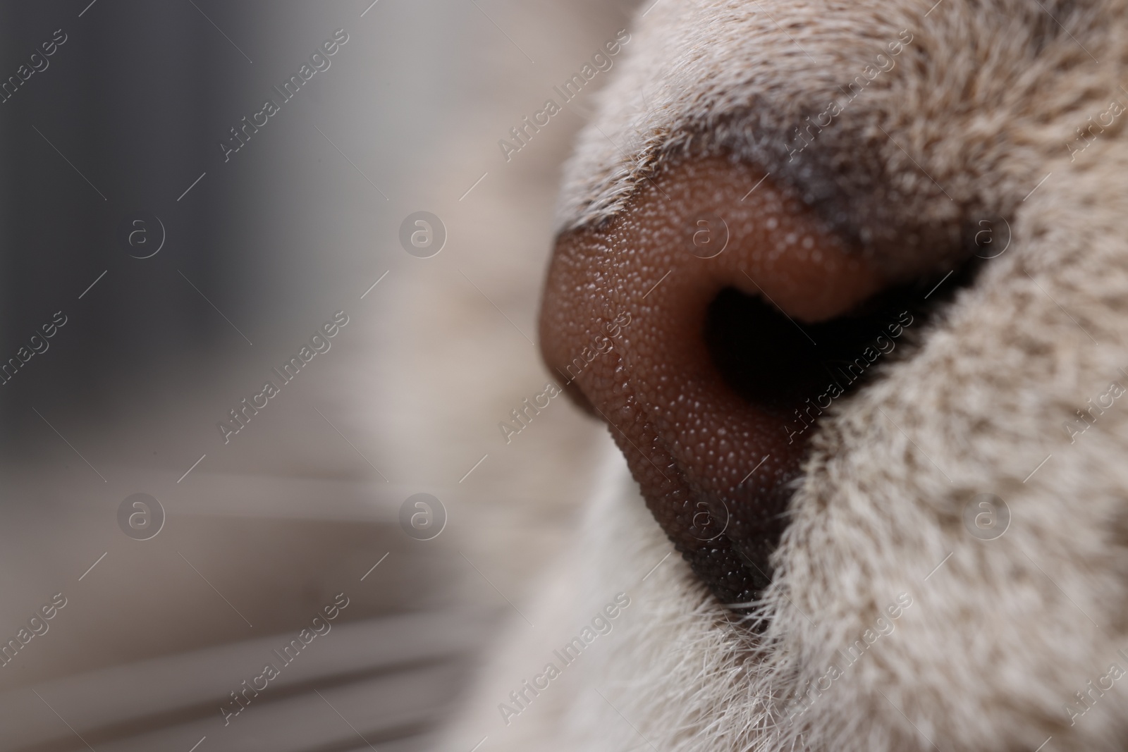 Photo of Cat, macro photo of nose. Cute pet