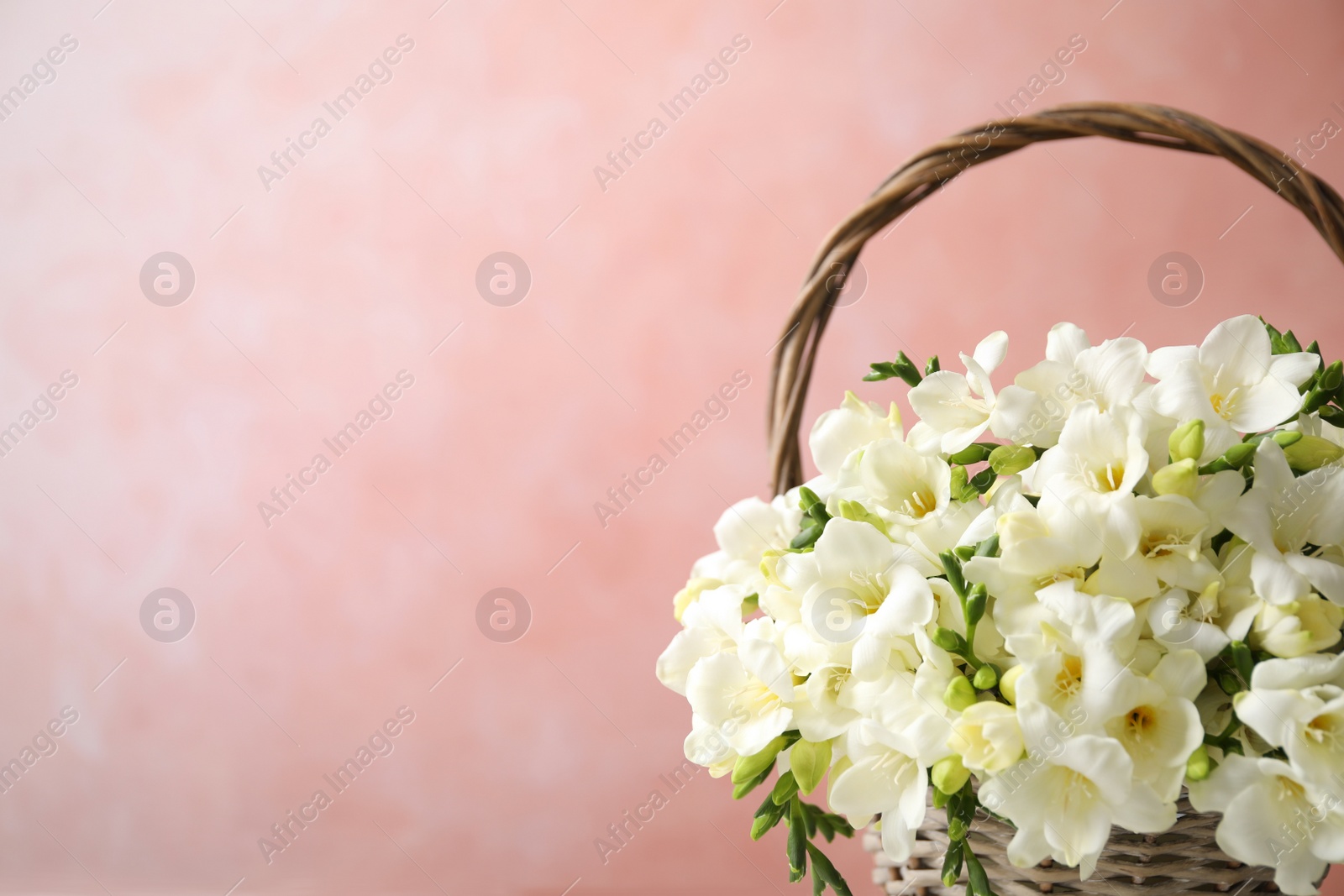 Photo of Beautiful freesia flowers in basket on light pink background. Space for text