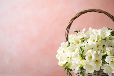 Photo of Beautiful freesia flowers in basket on light pink background. Space for text