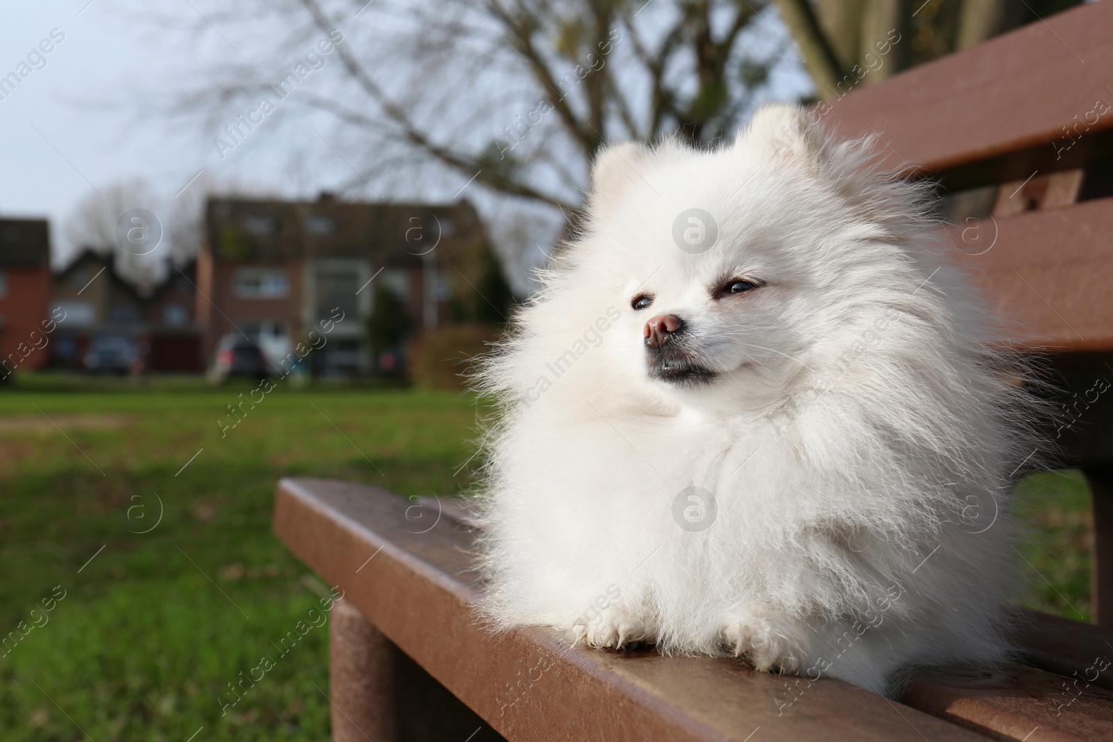 Photo of Cute fluffy Pomeranian dog on wooden bench outdoors, space for text. Lovely pet