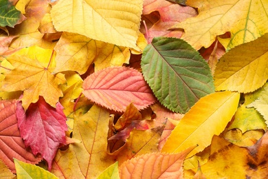 Photo of Pile of autumn leaves as background, top view