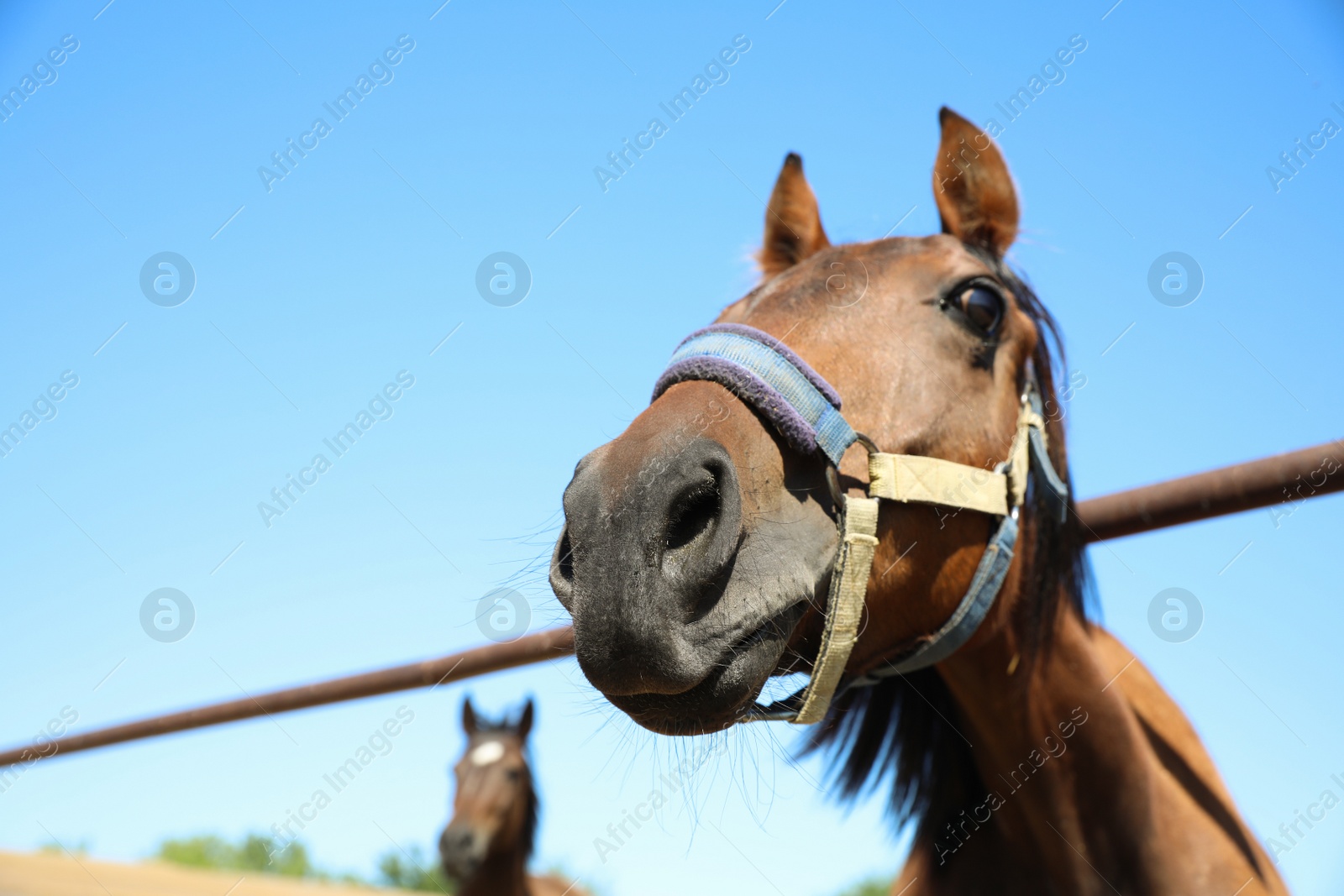 Photo of Chestnut horse at fence outdoors on sunny day, closeup. Beautiful pet