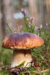 Photo of Beautiful porcini mushroom growing near plants outdoors, closeup