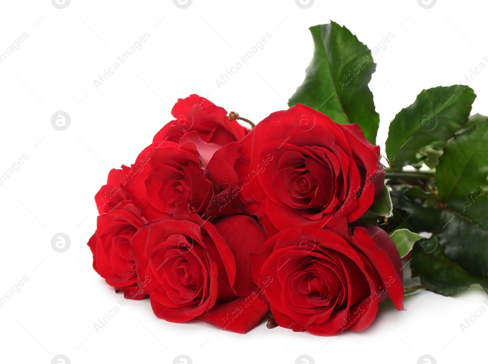 Photo of Beautiful red roses on white background. St. Valentine's day celebration