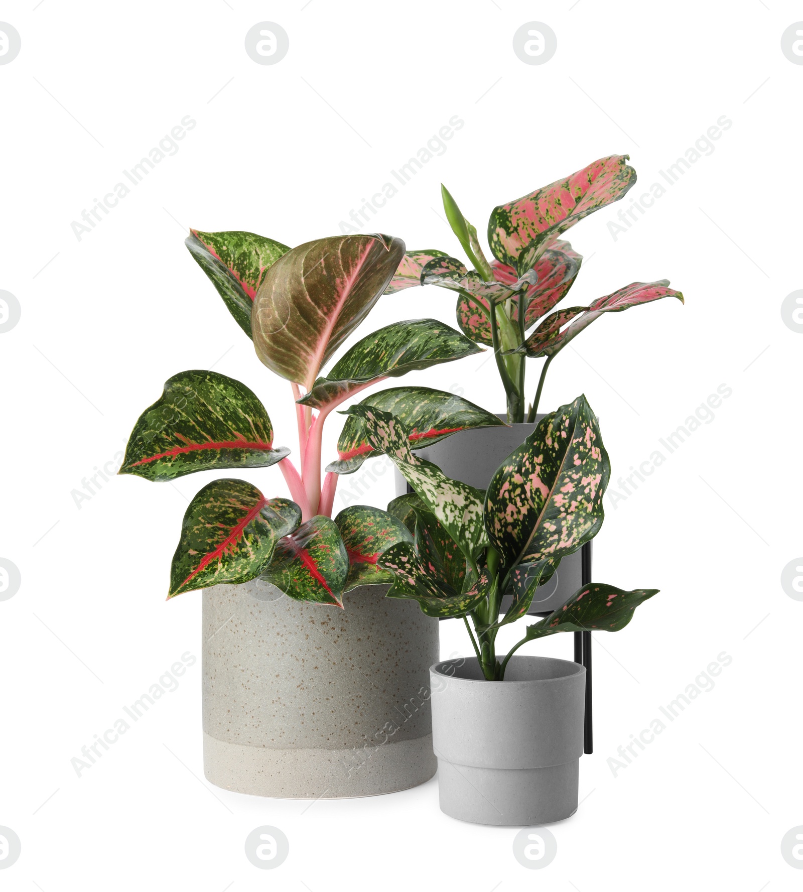 Photo of Beautiful Aglaonema plants in flowerpots isolated on white. House decor