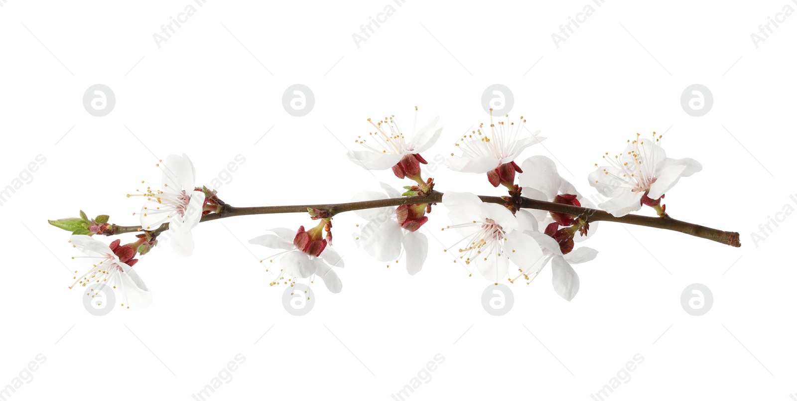 Photo of Branch with beautiful fresh spring flowers on white background