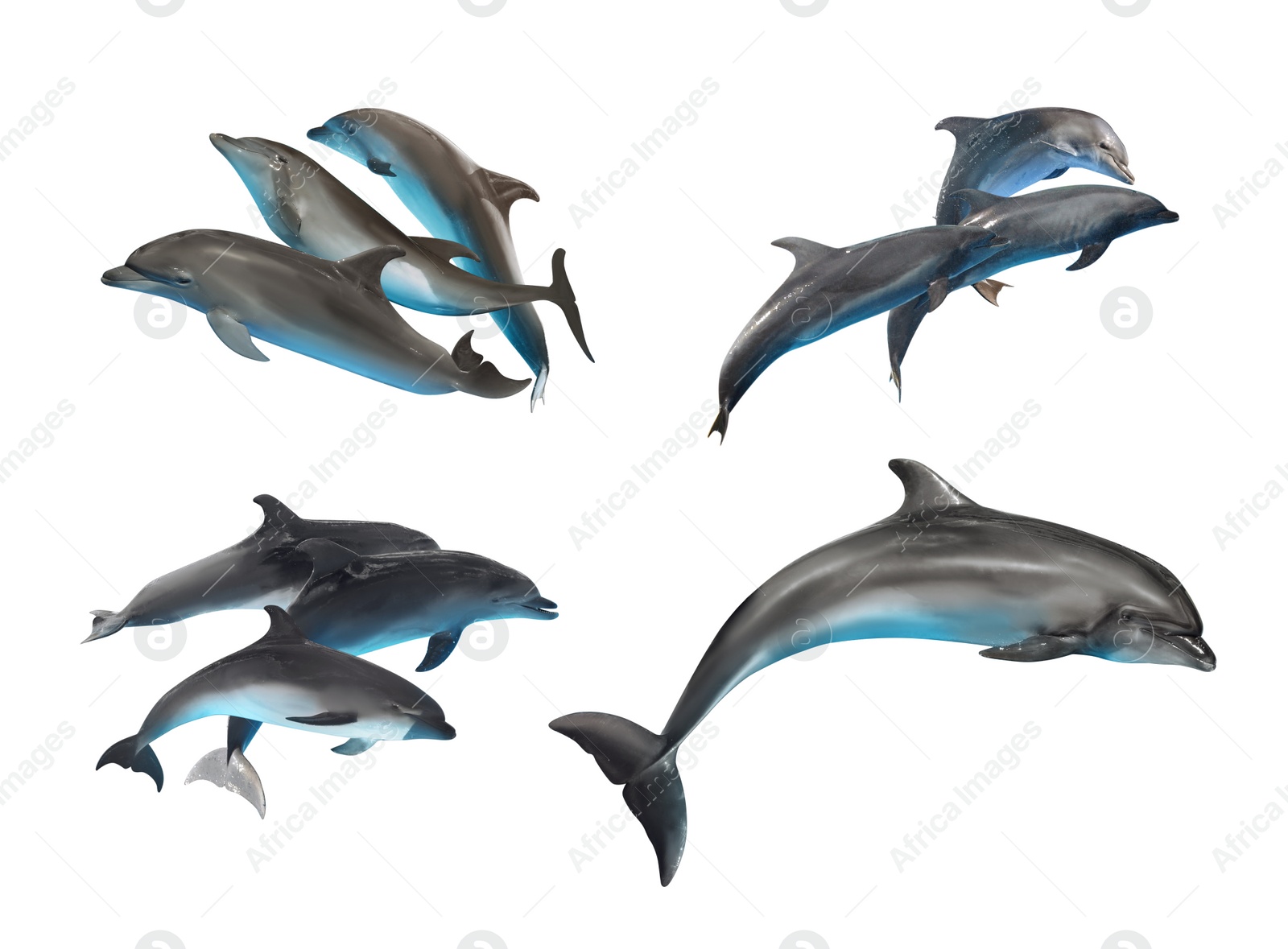 Image of Beautiful grey bottlenose dolphins on white background, collage