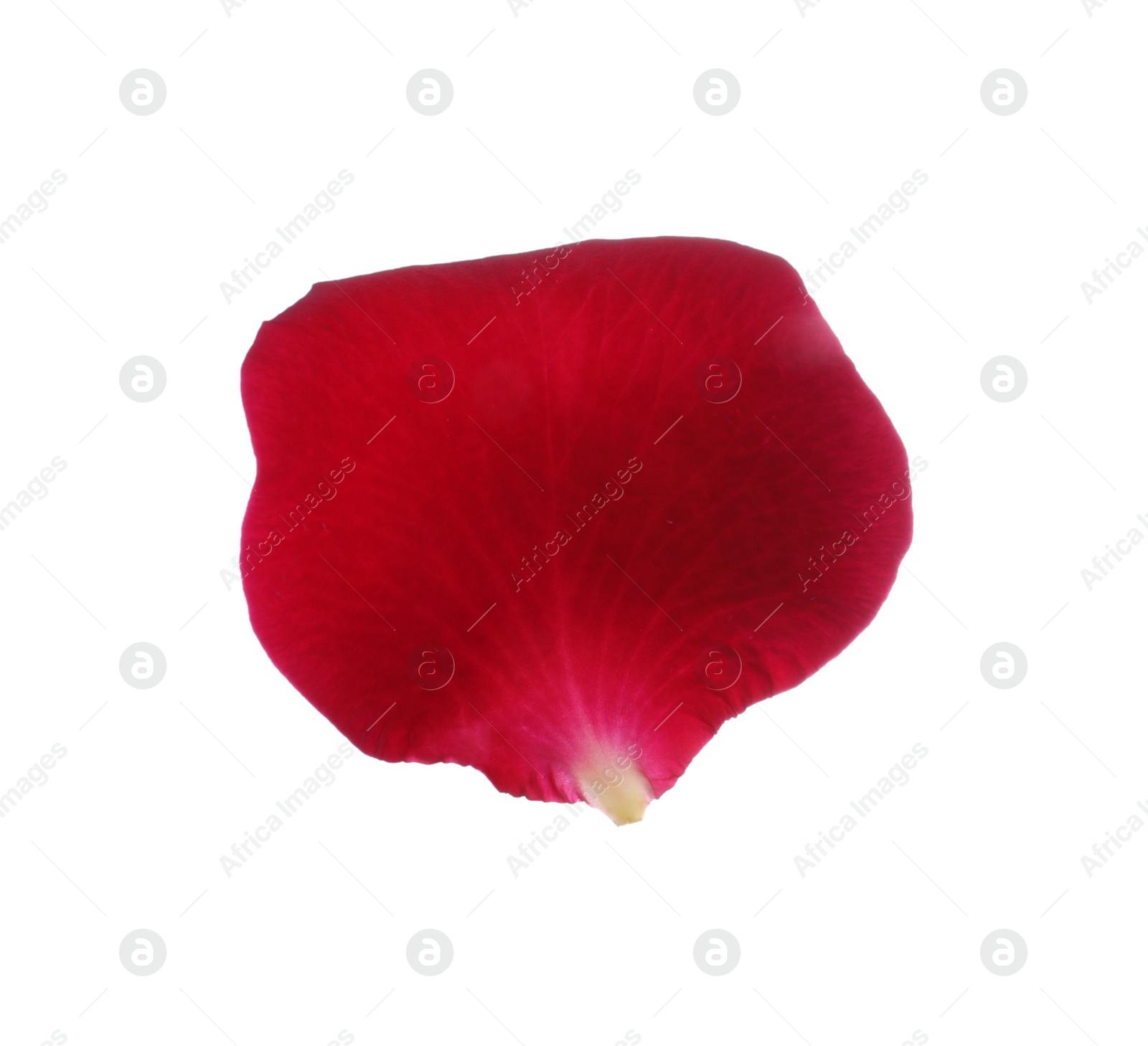 Photo of Red rose flower petal on white background