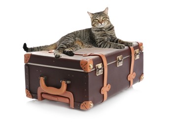 Image of Cute cat and old fashioned suitcase packed for journey on white background. Travelling with pet