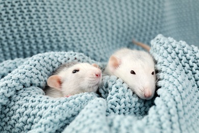 Cute small rats and soft knitted blanket