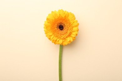 Photo of Beautiful yellow gerbera flower on beige background, top view