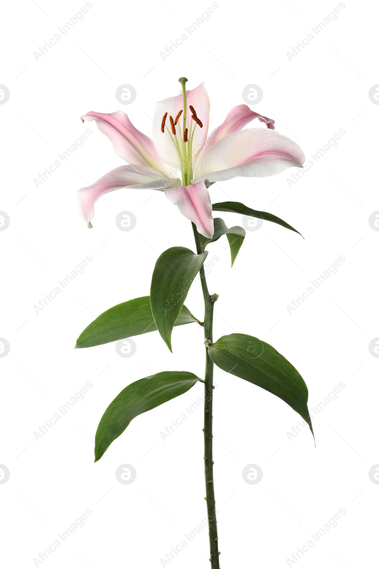 Photo of Beautiful pink lily flower isolated on white