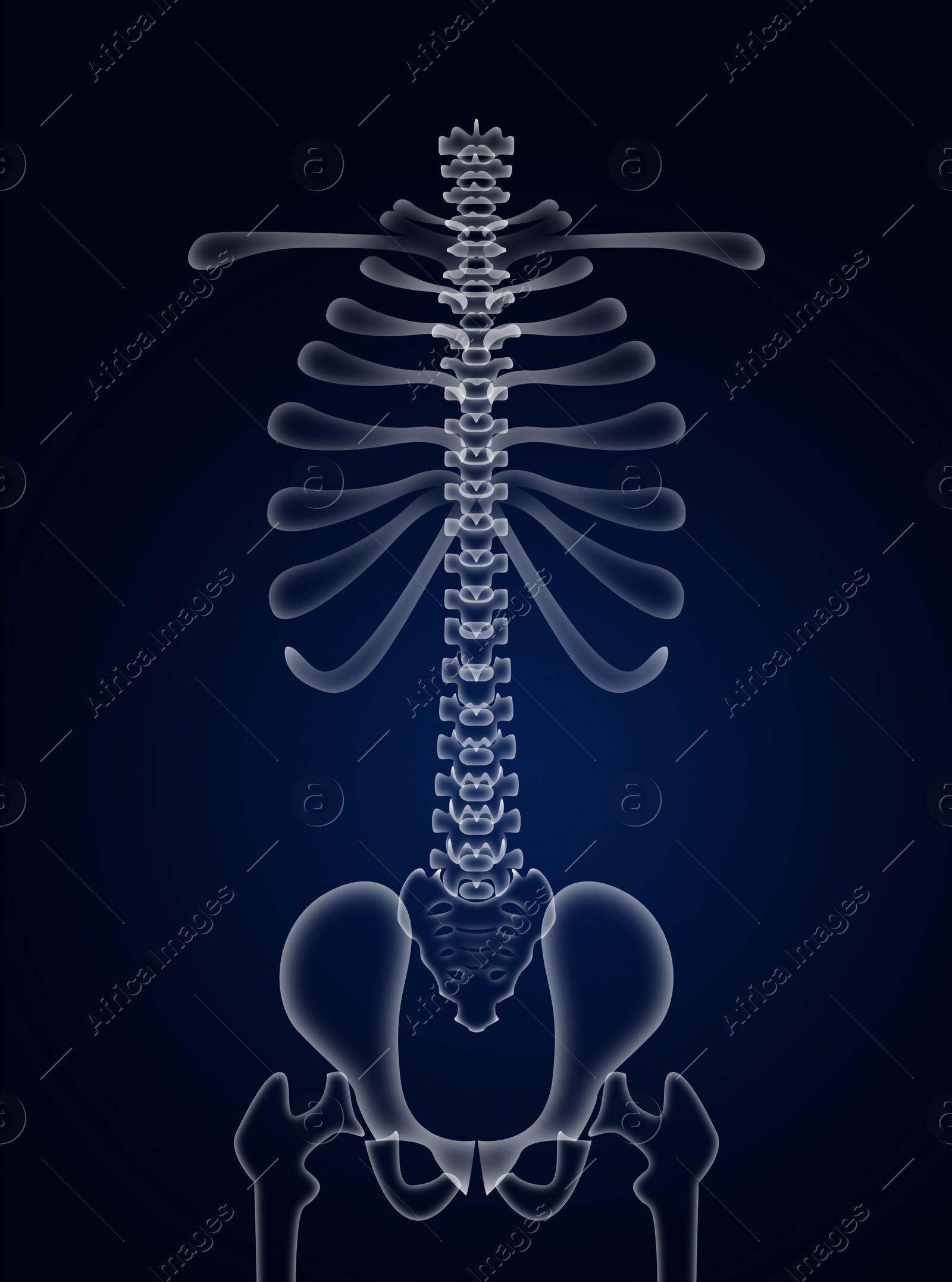 Illustration of  human spine on dark blue background
