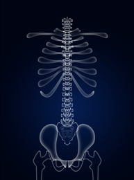 Illustration of  human spine on dark blue background