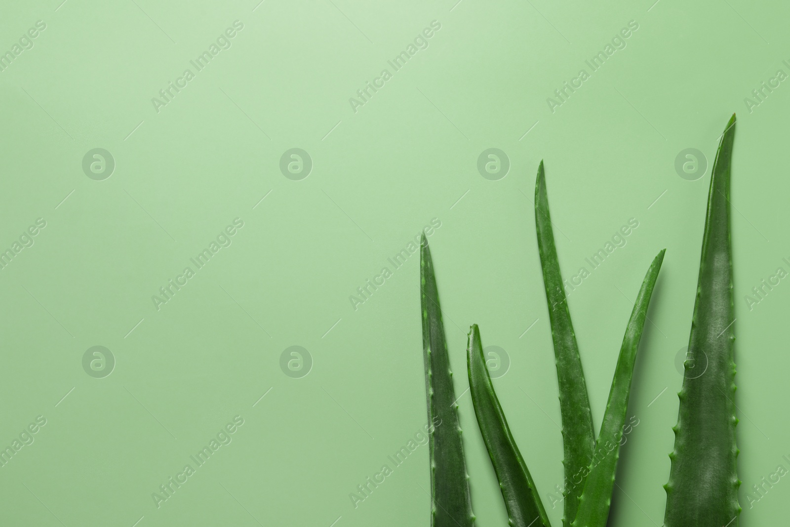 Photo of Fresh aloe vera leaves on light green background, flat lay. Space for text