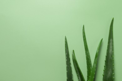 Fresh aloe vera leaves on light green background, flat lay. Space for text
